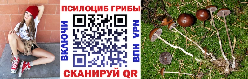 Псилоцибиновые грибы Psilocybine cubensis  даркнет сайт  Черняховск 